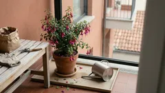 Fuchsia magellanica: come coltivare la fucsia rustica in vaso e in giardino